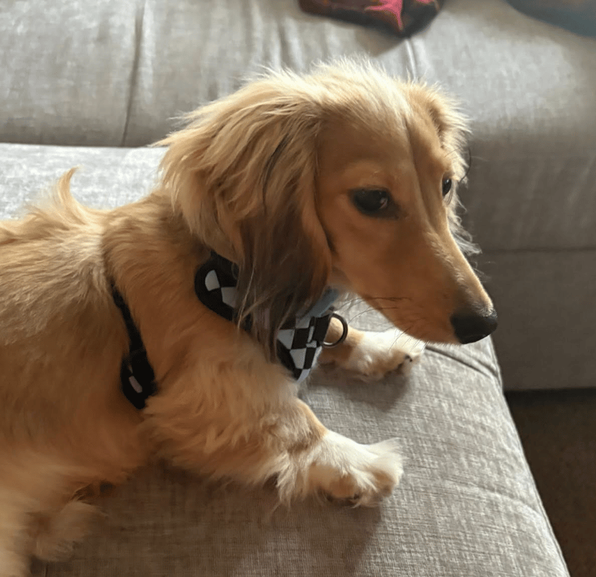 🐶❤️🐶 How do you tell if your dog respects you? 🐶❤️🐶