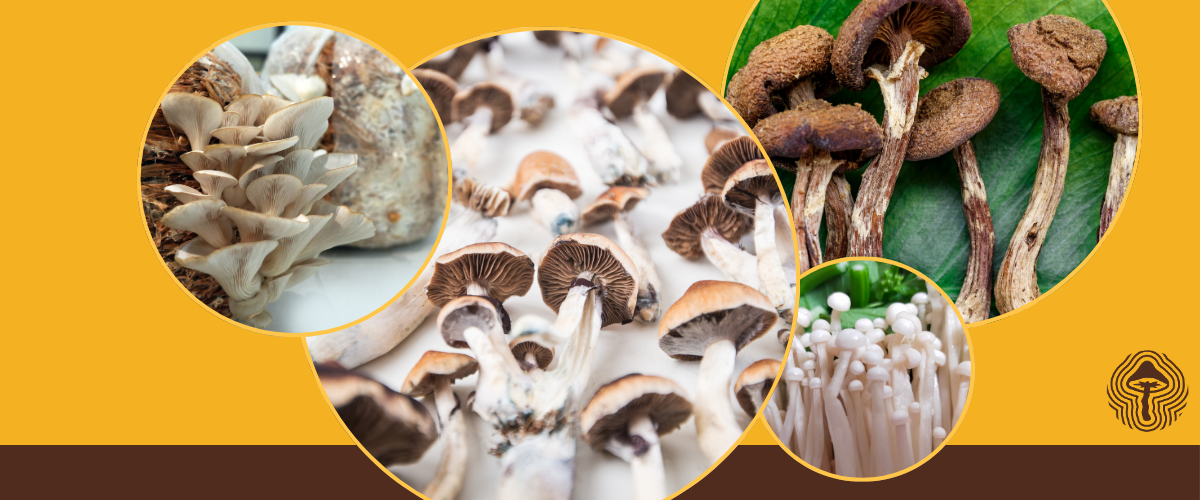 Psilocybin’s Brain Boost, Tumor Immunity, and Mycoremediation Wins