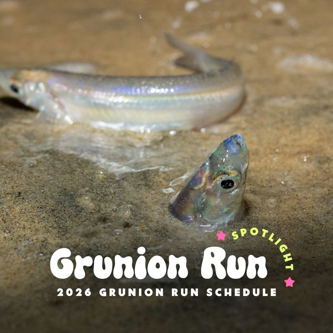 Grunion Run Venice Beach 2026