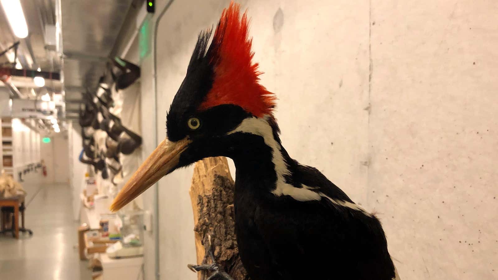 Ivory-Billed Woodpecker, Among 22 New Species Declared Officially Extinct