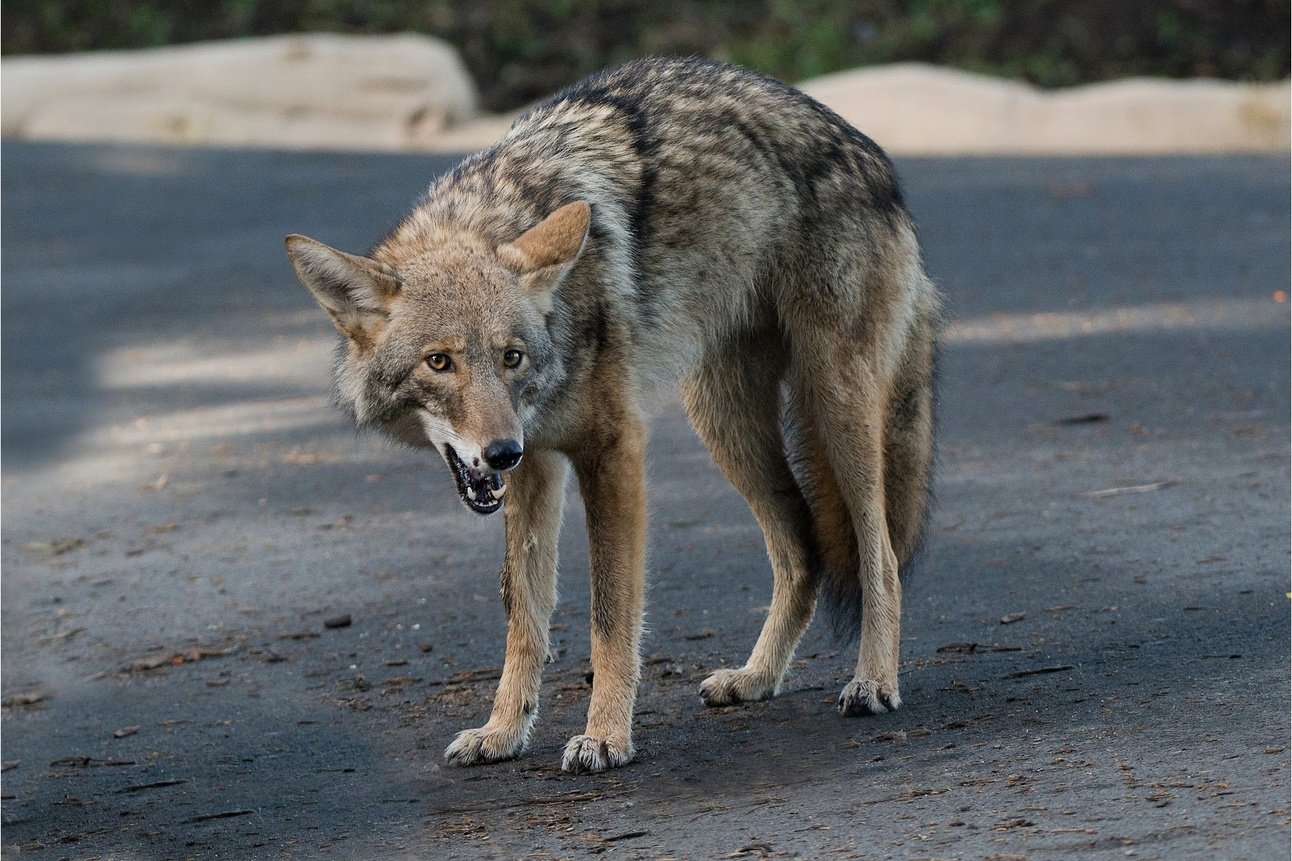Is All This Coyote Hysteria Overblown?