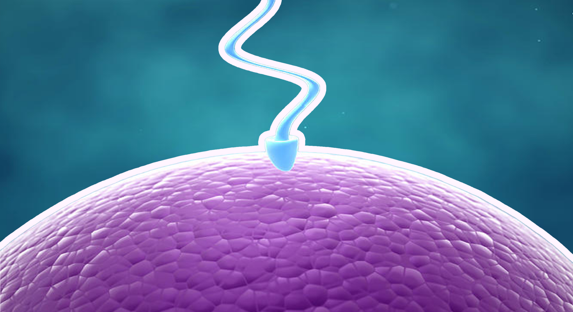 Sperm Showdown ᯡ