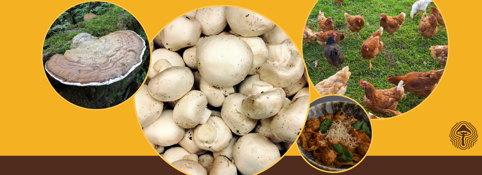 White Button Mushrooms Show Heart-Protective Effects in Rats ❤️