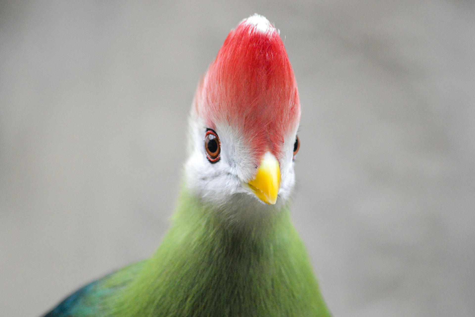 Meet the Red-Crested Turaco: Angola’s Colorful Forest Bird