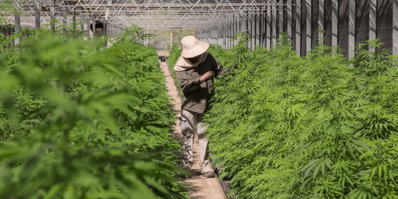 Will Argentina’s new cannabis laws harm the environment?