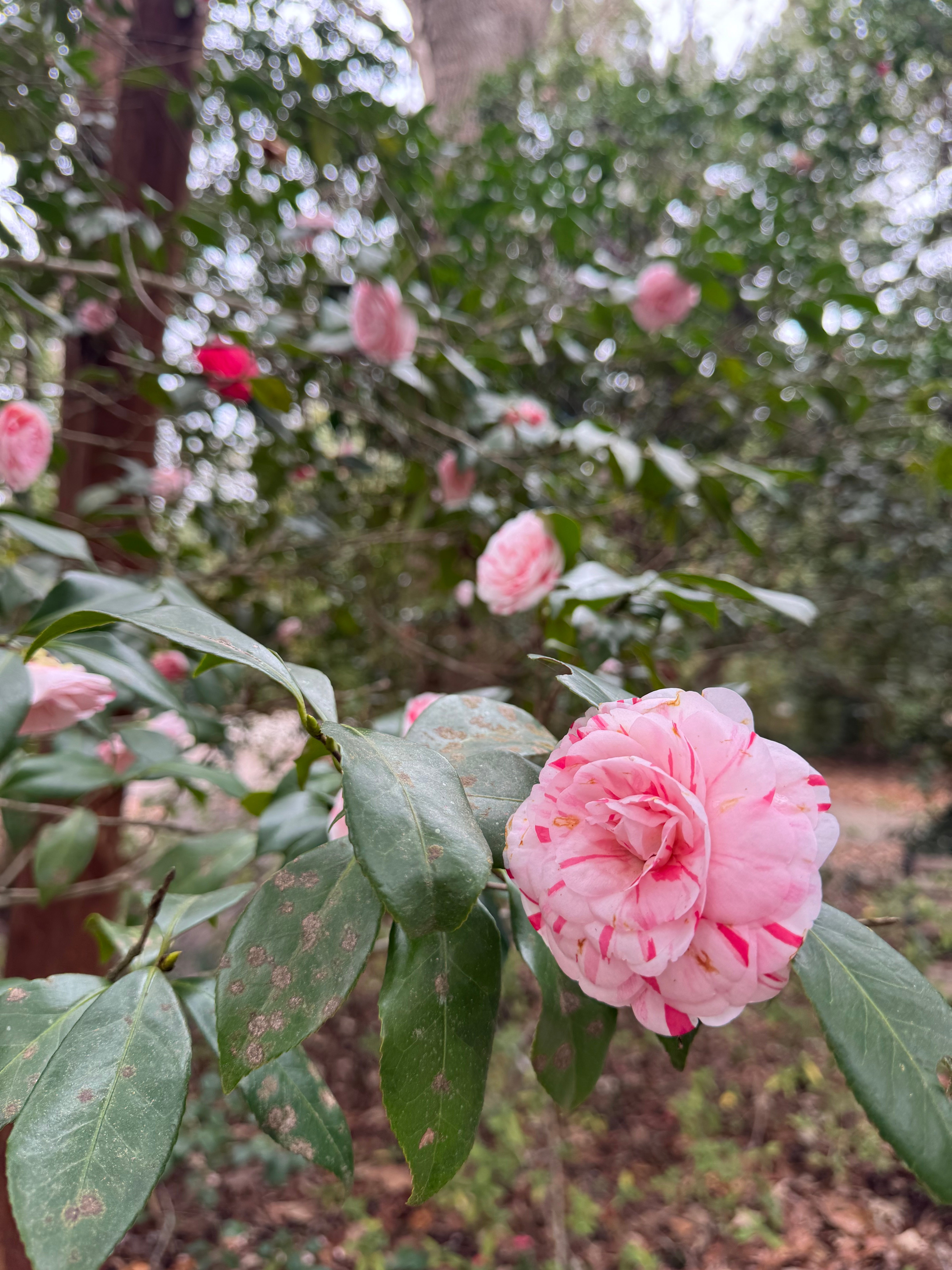 🌴 Farmers Market, Family Fun Day & A Revamped Coffee Shop