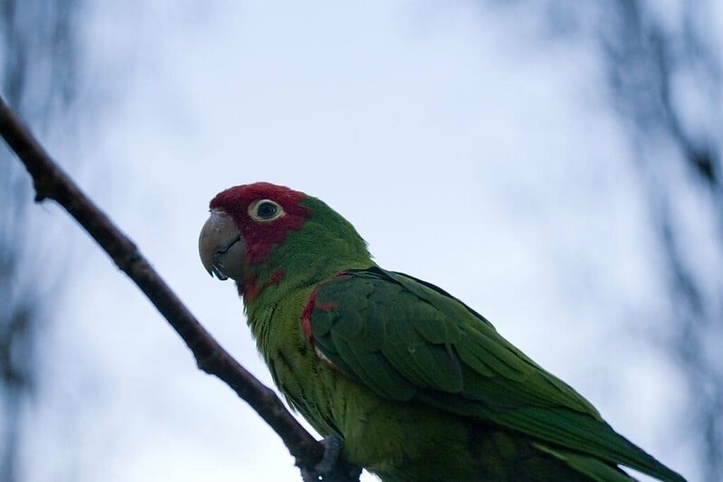 Wild Parrot Declared San Francisco’s Official Animal