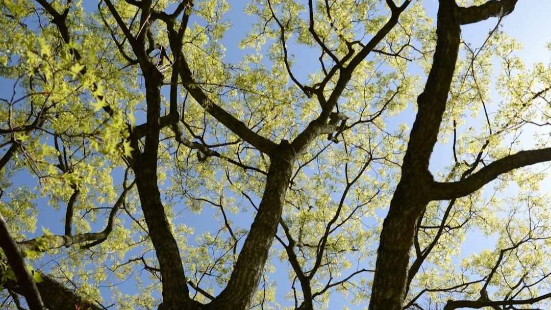 Nature Positive Practices