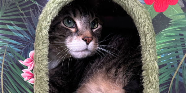 Zero-Proof Sips & Thriller Picks 📚 (8/13/24)