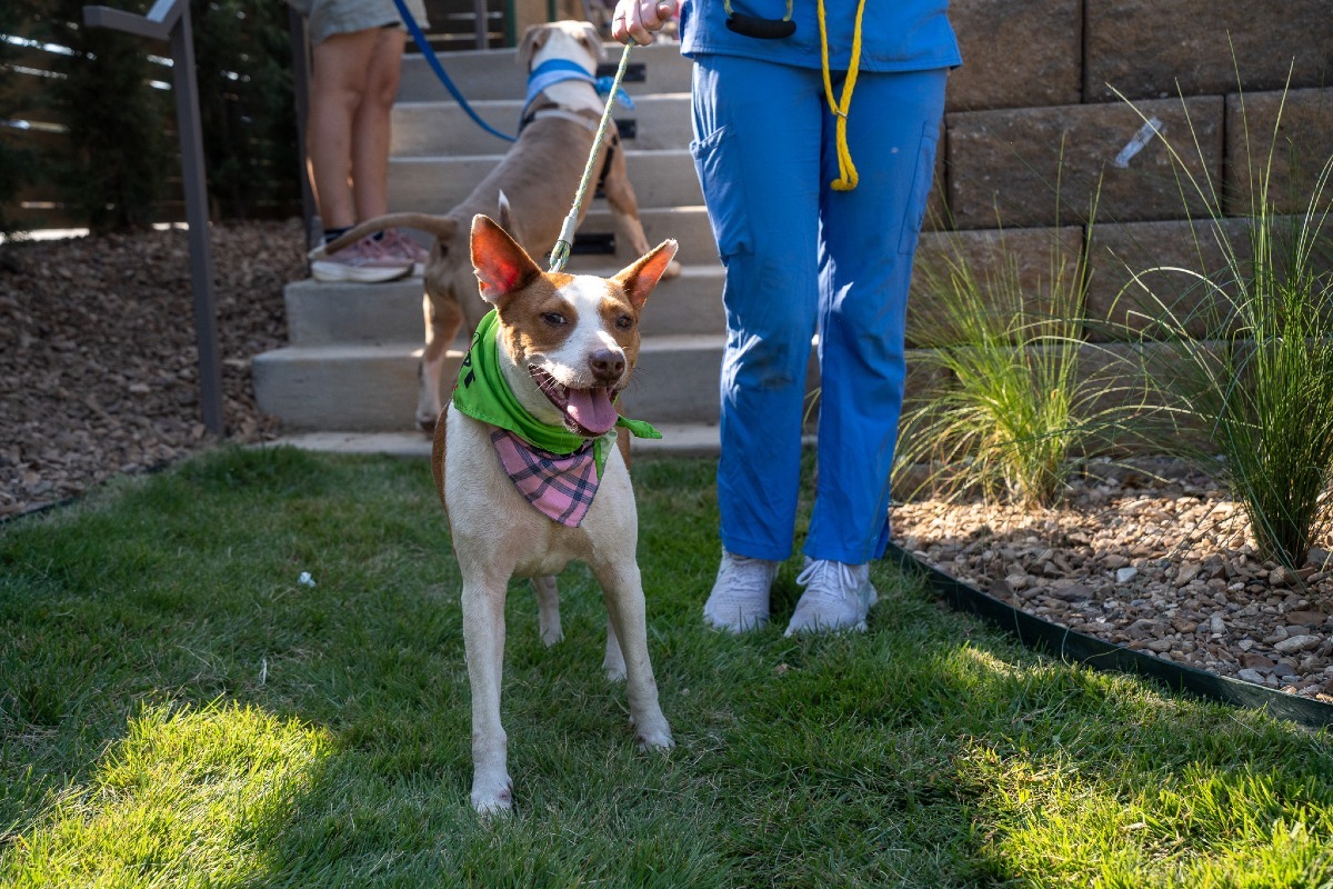 Little Rock Daily's Guide for Dog-Friendly Patios