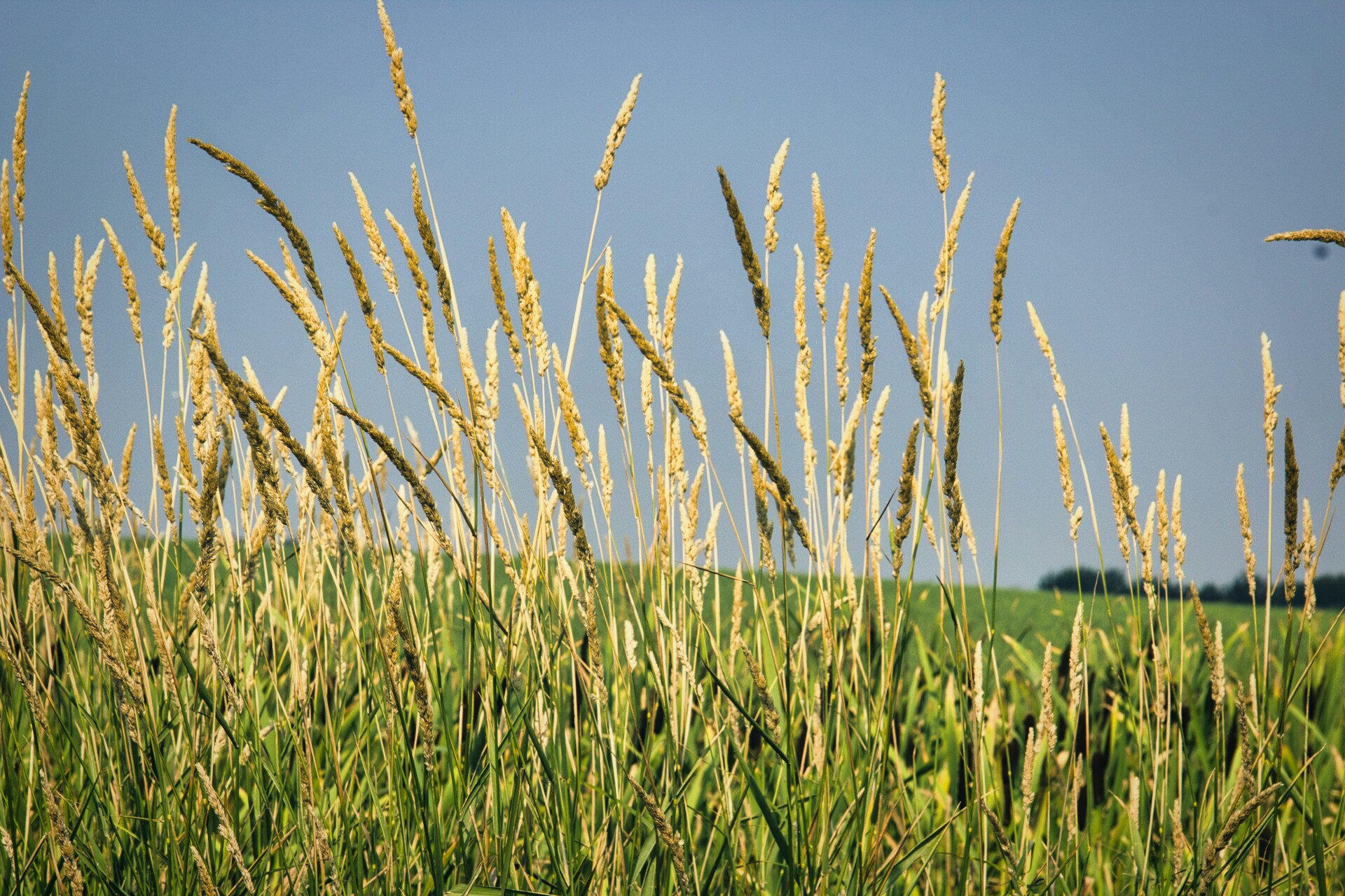 Calgary gets new agrifood innovation hub with $2.75M investment