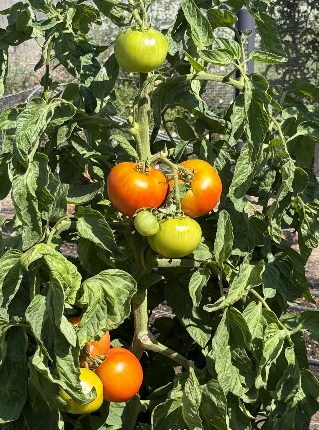 What a Wonderful World: What Would Jane Do?