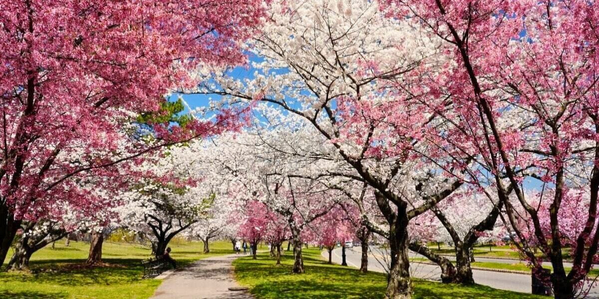 The 10 Best Places to Celebrate Cherry Blossom Season Across the United States