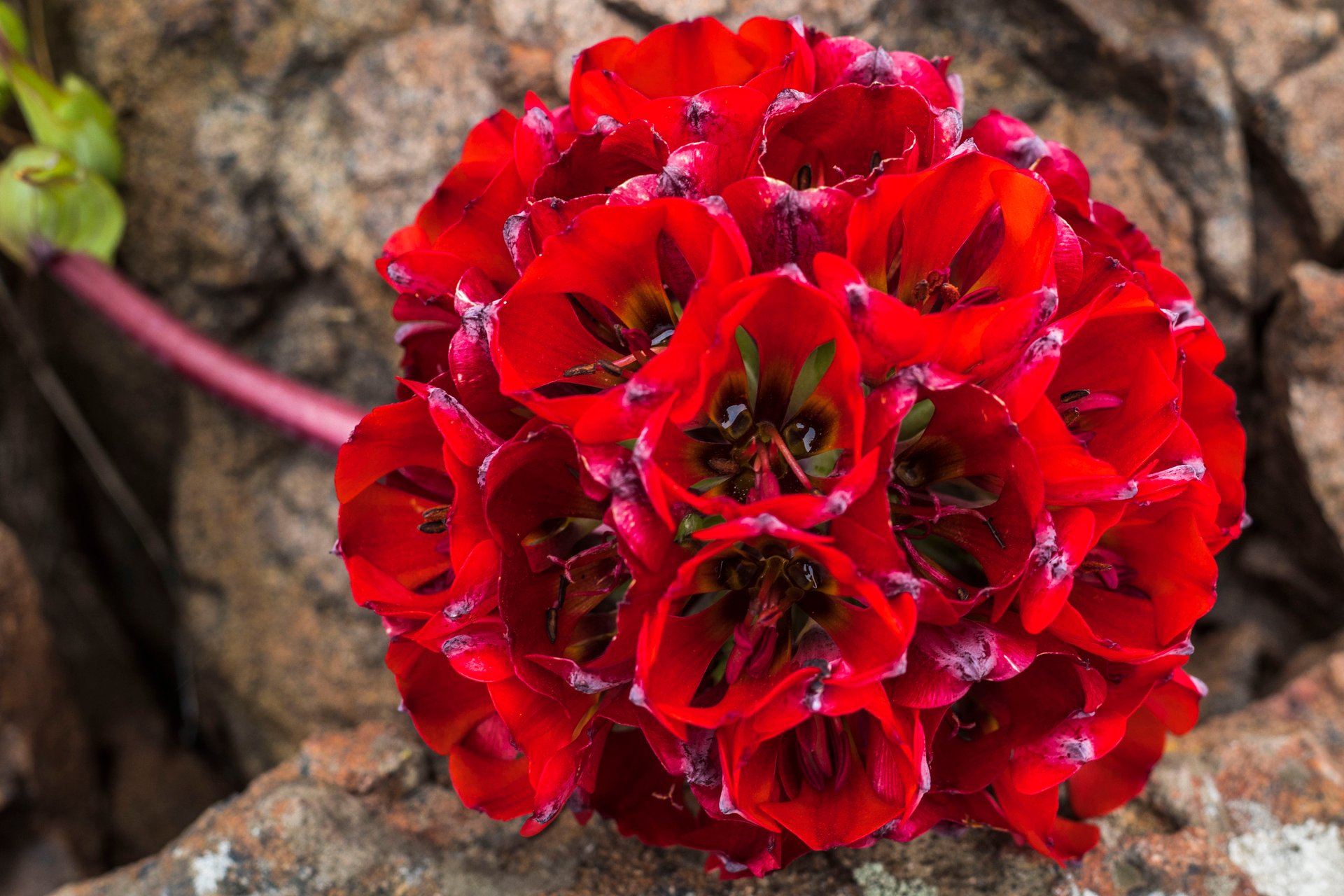 When the Atacama blooms - Bomarea ovallei, also known as "Garra de Leon" or "Lion's claw"