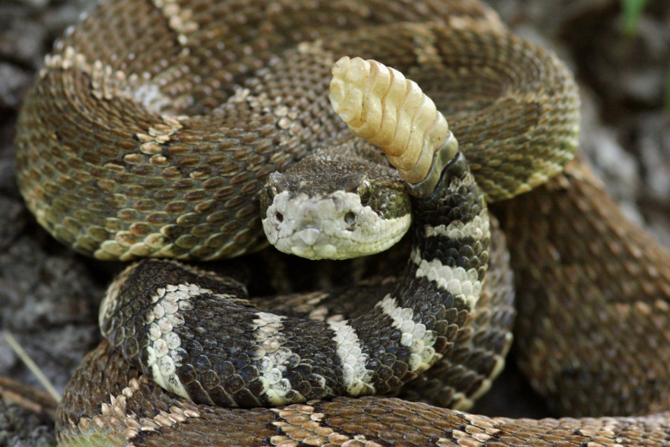 Rattlesnake Weather Is Coming—And That’s a Good Thing