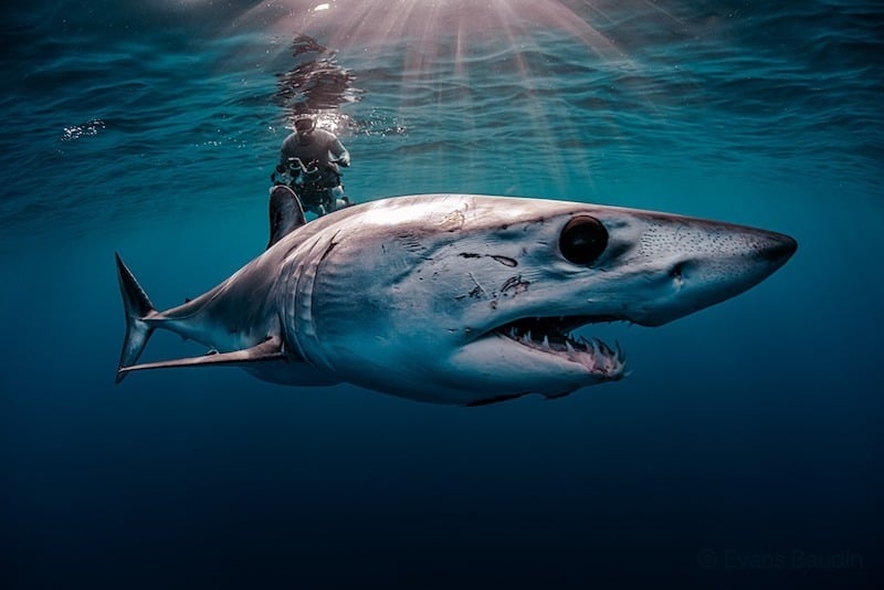 Issue 191: Mako and Blue Sharks Expedition
