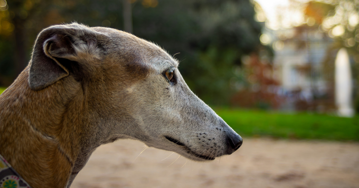 NSW greyhound industry slammed in 700-page report: The government’s response? Questionable