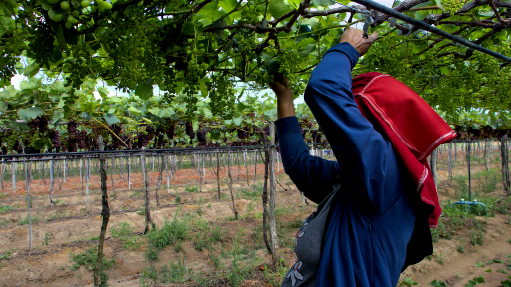 The bitter taste behind harvesting Brazilian fruits