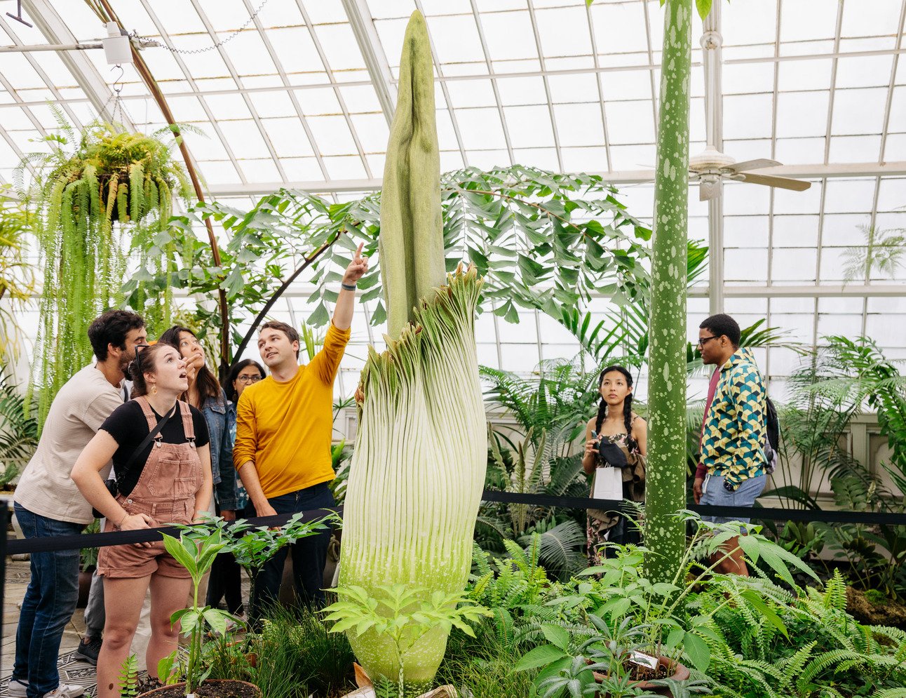 The Corpse Flower Spectacle at the Conservatory of Flowers