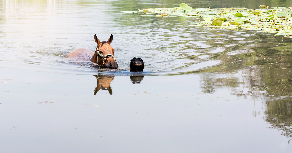 Can Horses Swim? Safety Tips & Benefits for New Riders