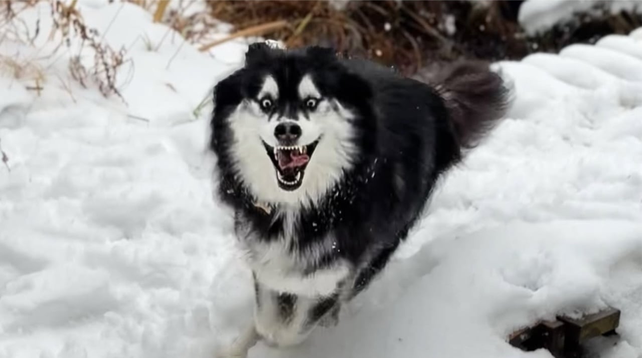 Rescued Husky Experiences Snow for the First Time