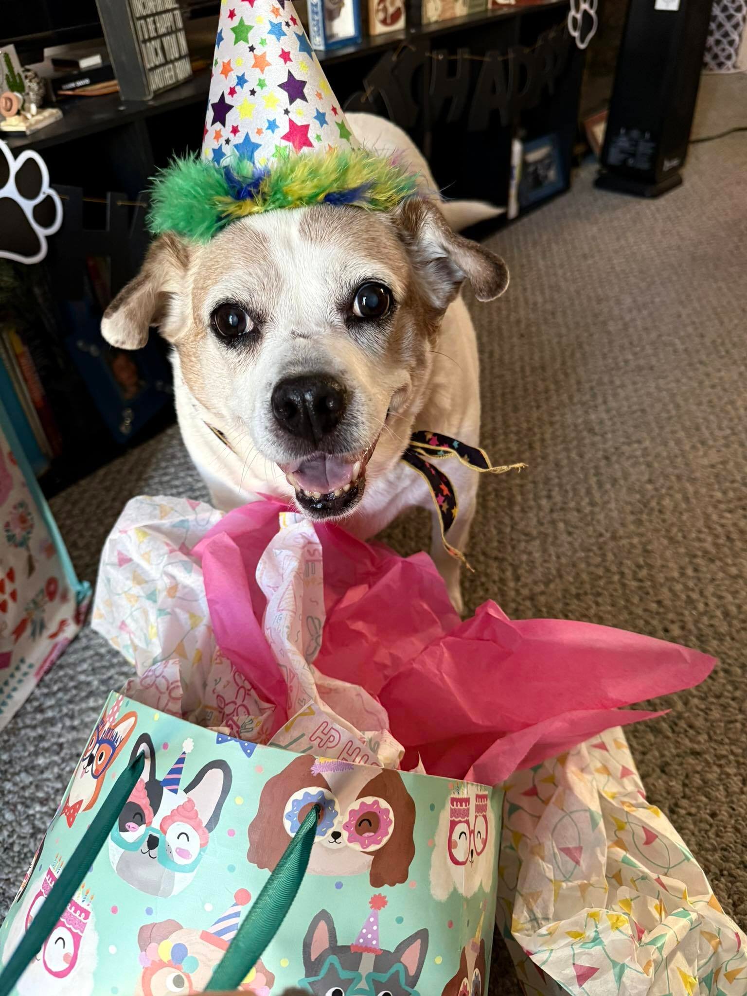 🐶❤️🐶 Why do dogs mimic their sibling's injuries or illness? 🐶❤️🐶  