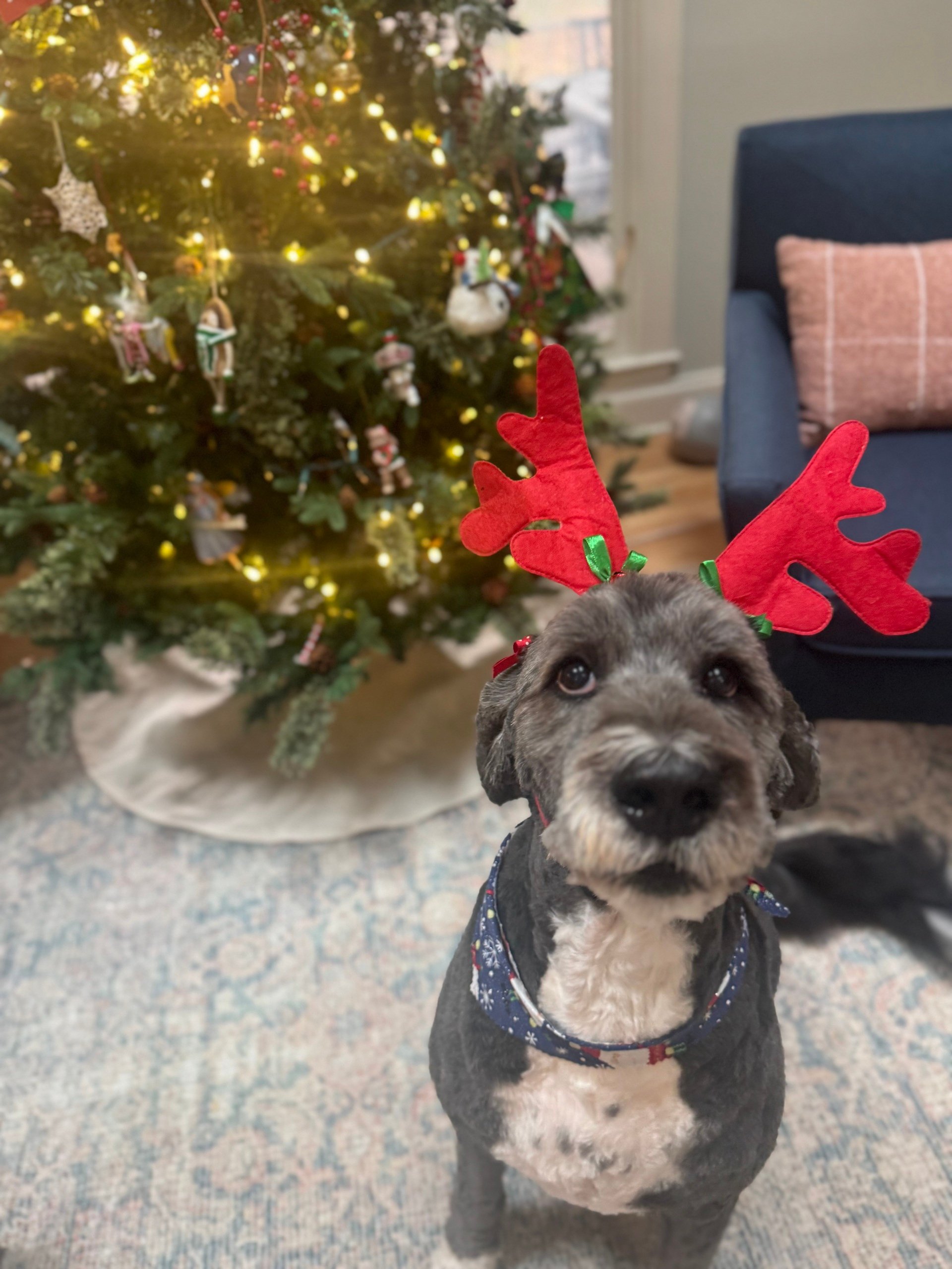 🐾 A Paw-fect Charleston December