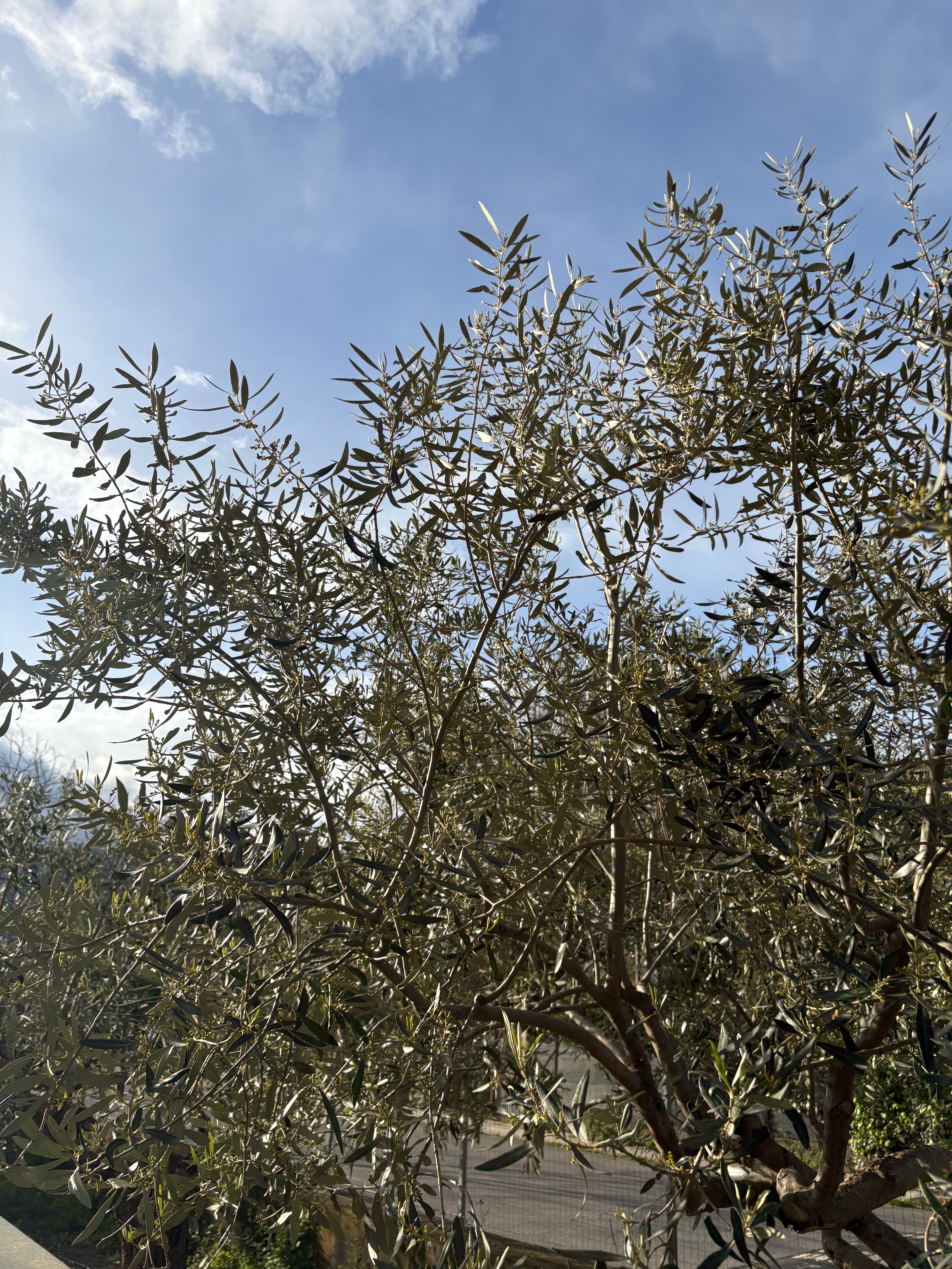 175 - The roads not taken