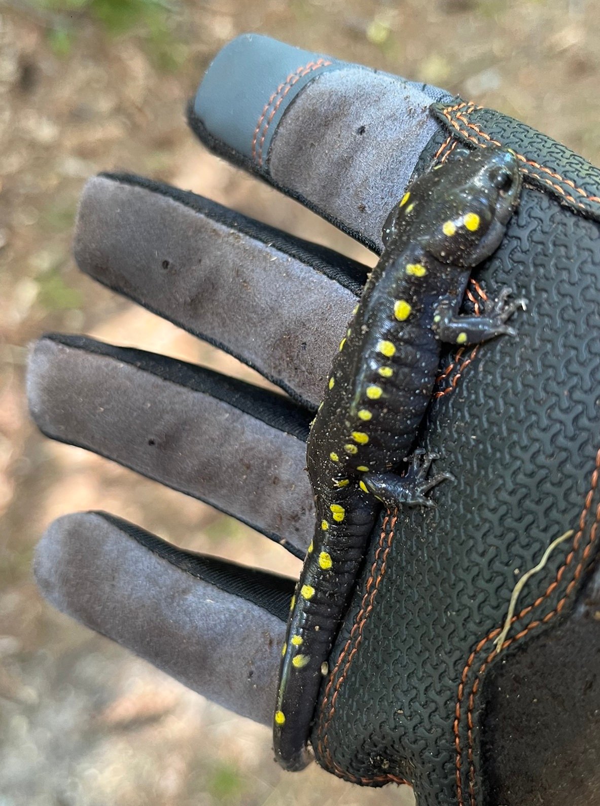 The Gulo in Nature Newsletter