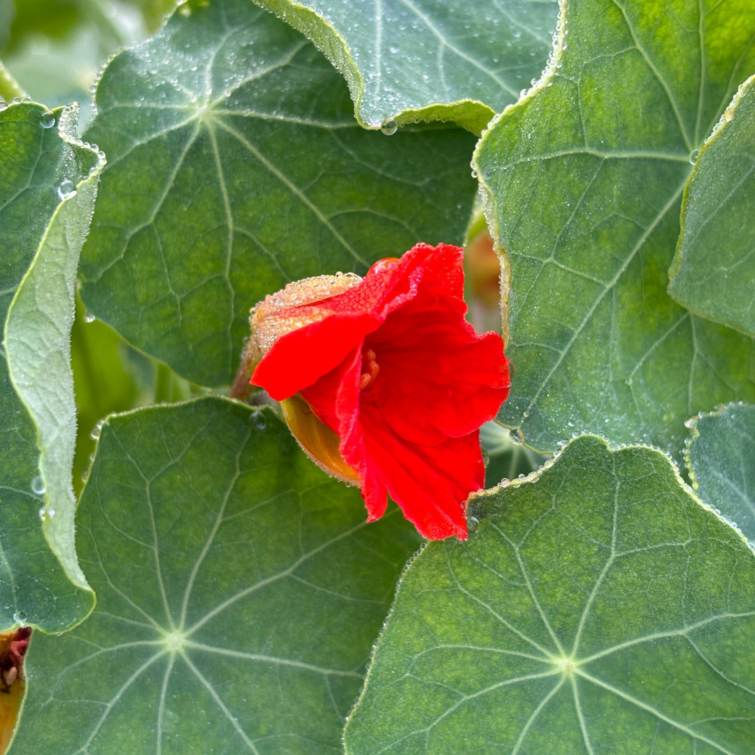 Ignite your inner light and leader this Leo season