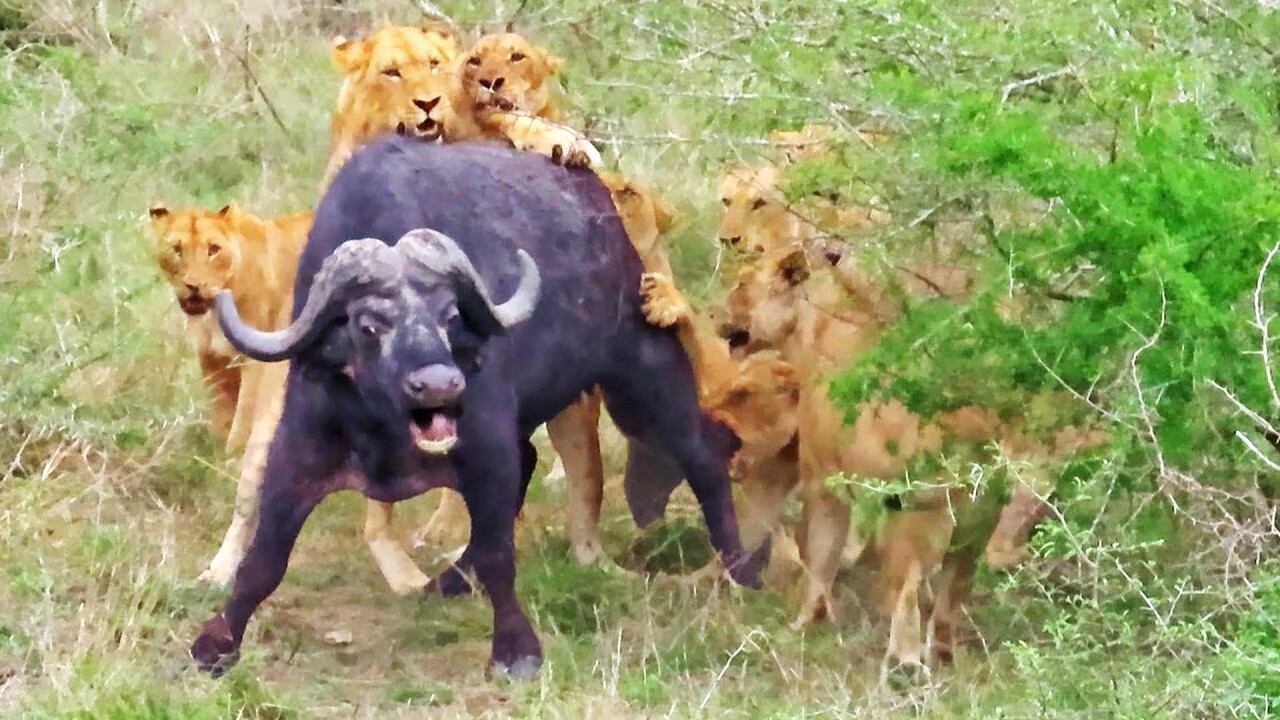 Buffalo Miraculously Escapes 17 Hungry Lions