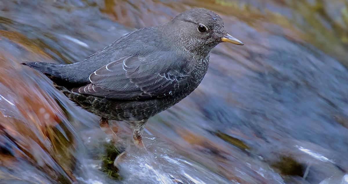 The Gulo in Nature Newsletter