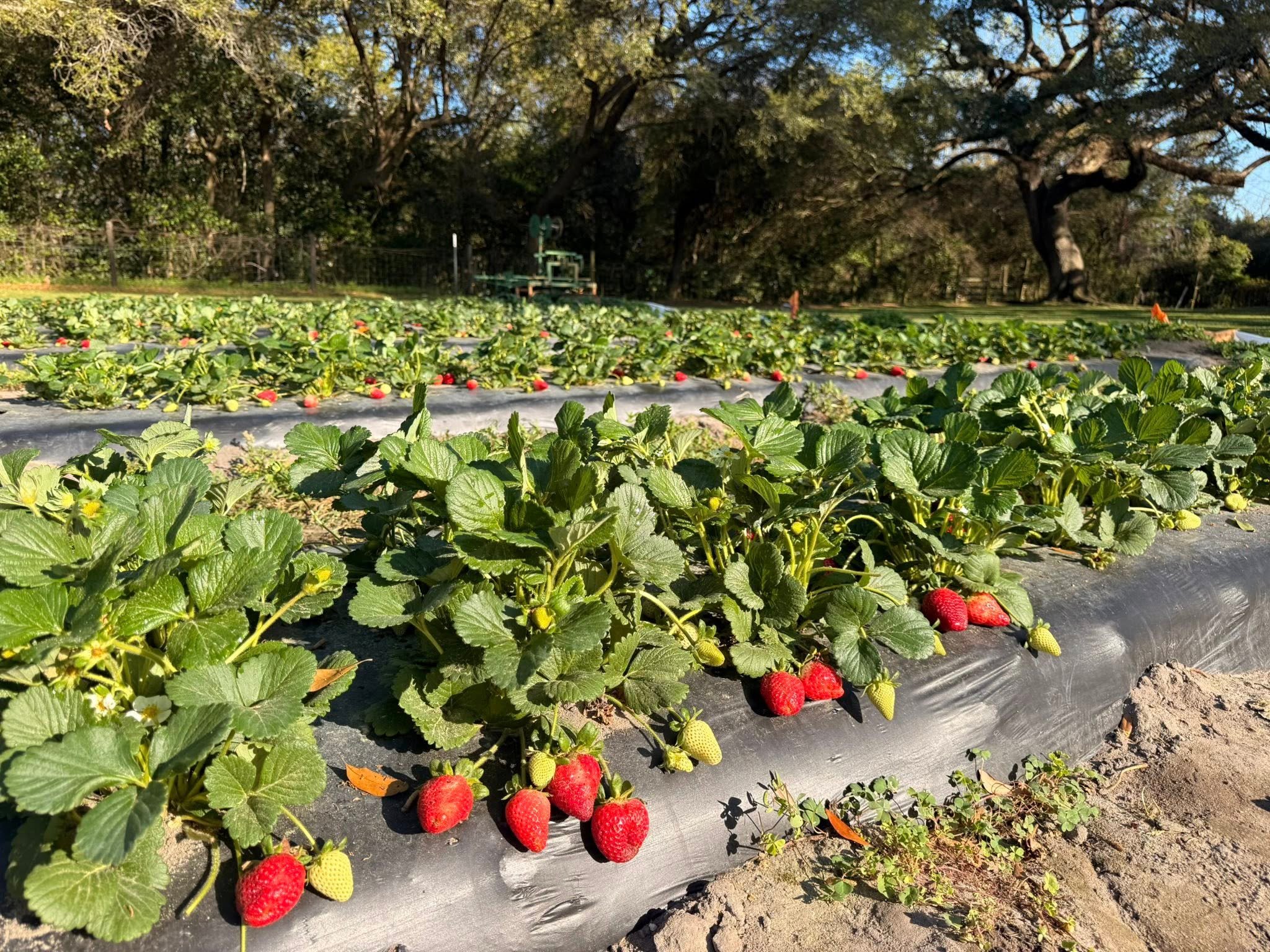 🌴 Strawberry Picking + Splash Pads are Back!