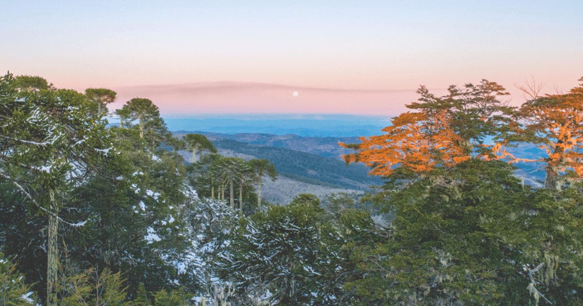 Repurpose Your Grow Kit, A Rediscovery, and Genetic Islands