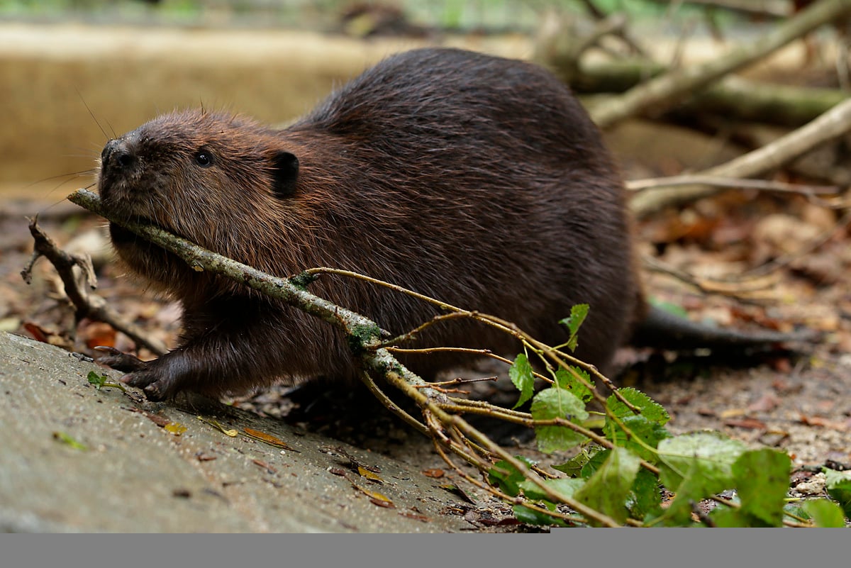 Canadian 2 For 1 Pizza Adopts Beavers at the Mandai Wildlife Reserve