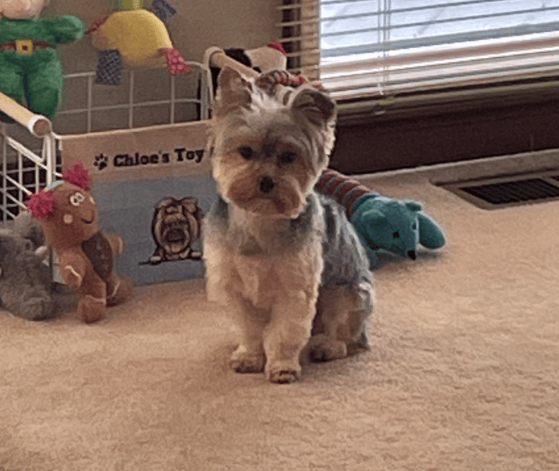 🐶❤️🐶 Why do dogs ask humans for permission while wolves do not? 🐶❤️🐶 