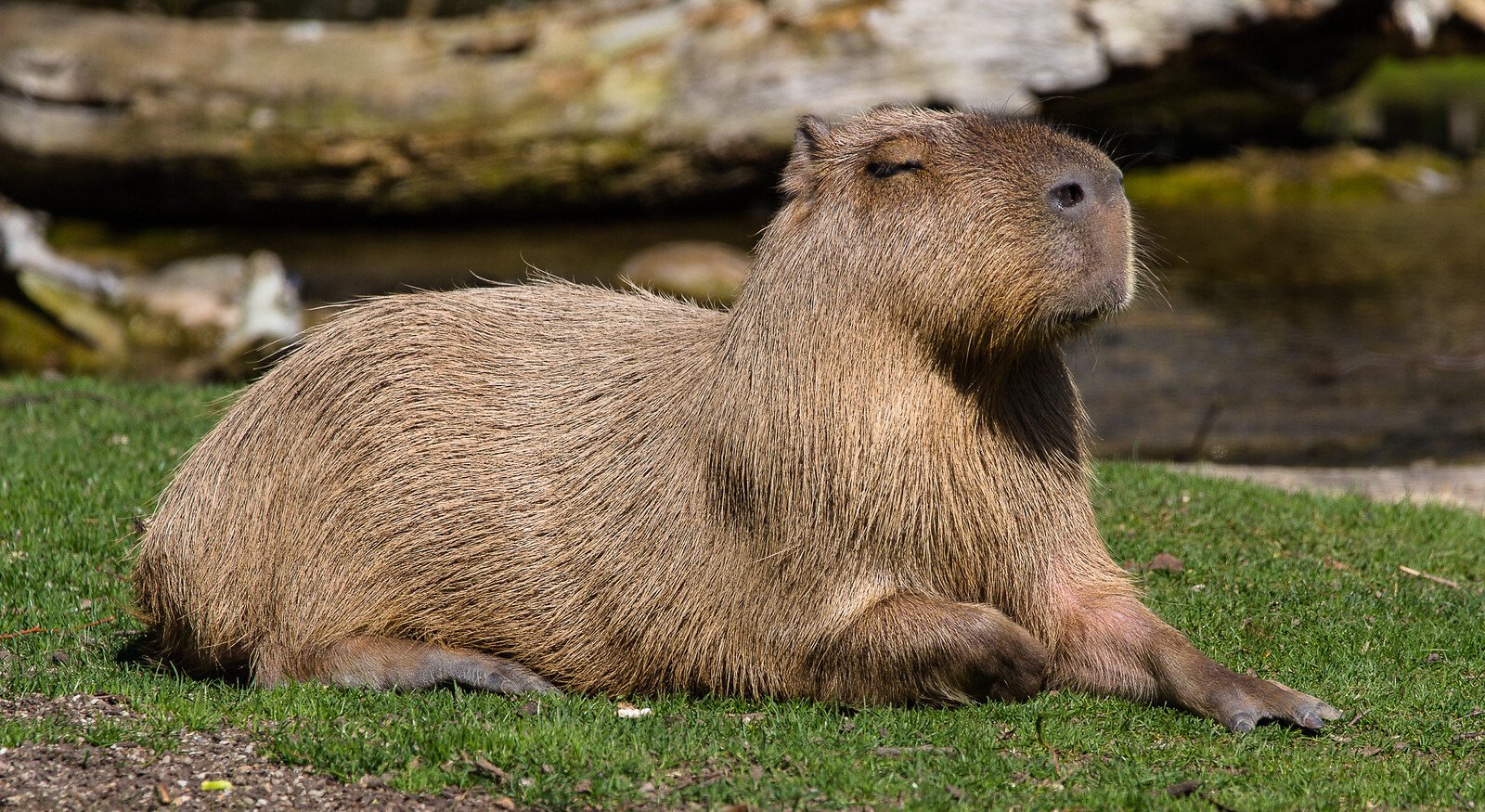 v11: Capybara Calm