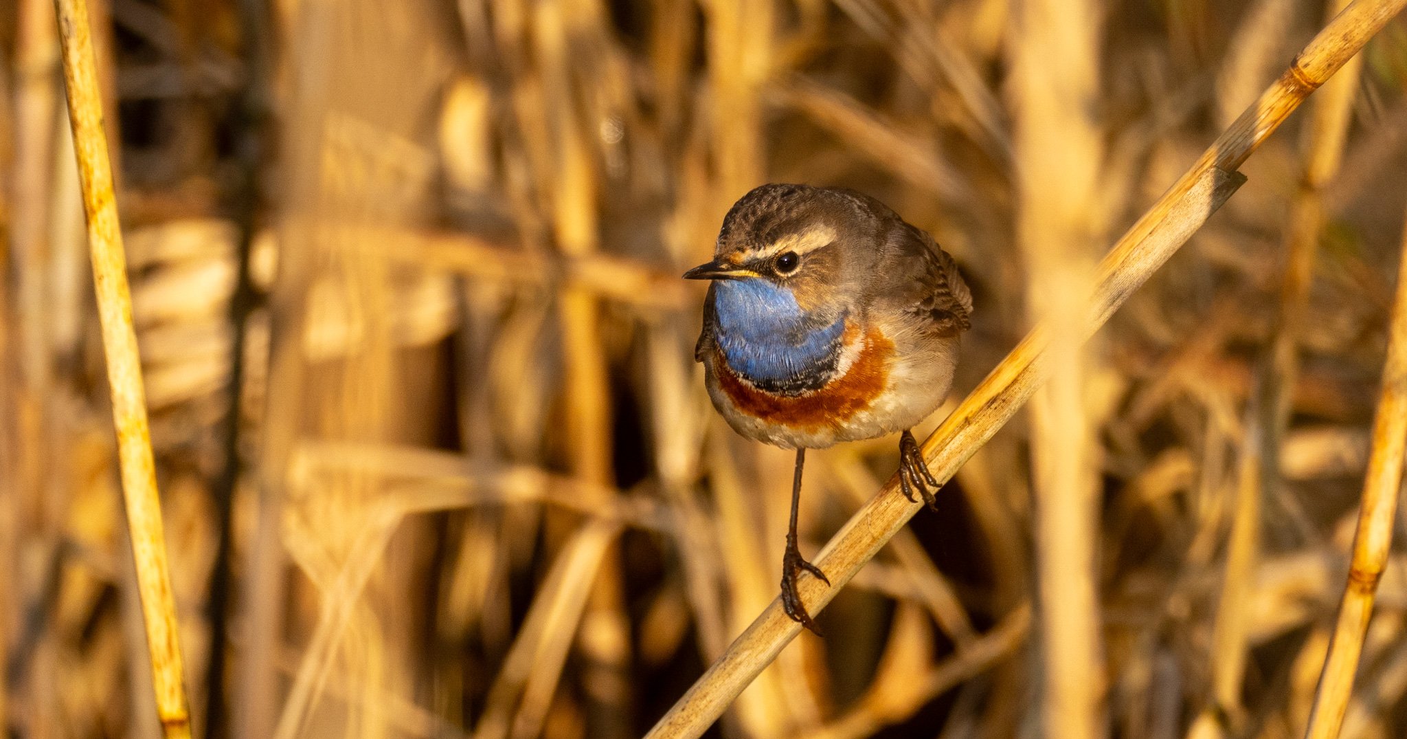High-Stakes Computational Warfare in the Frozen Belgian Mud