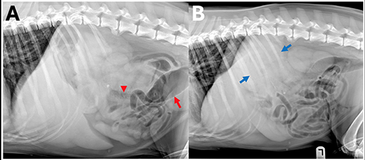 AI vs. Radiologists: Can AI Match Human Expertise in Veterinary Imaging?