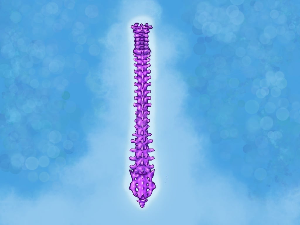 Spinal Anatomy for Training Backbends