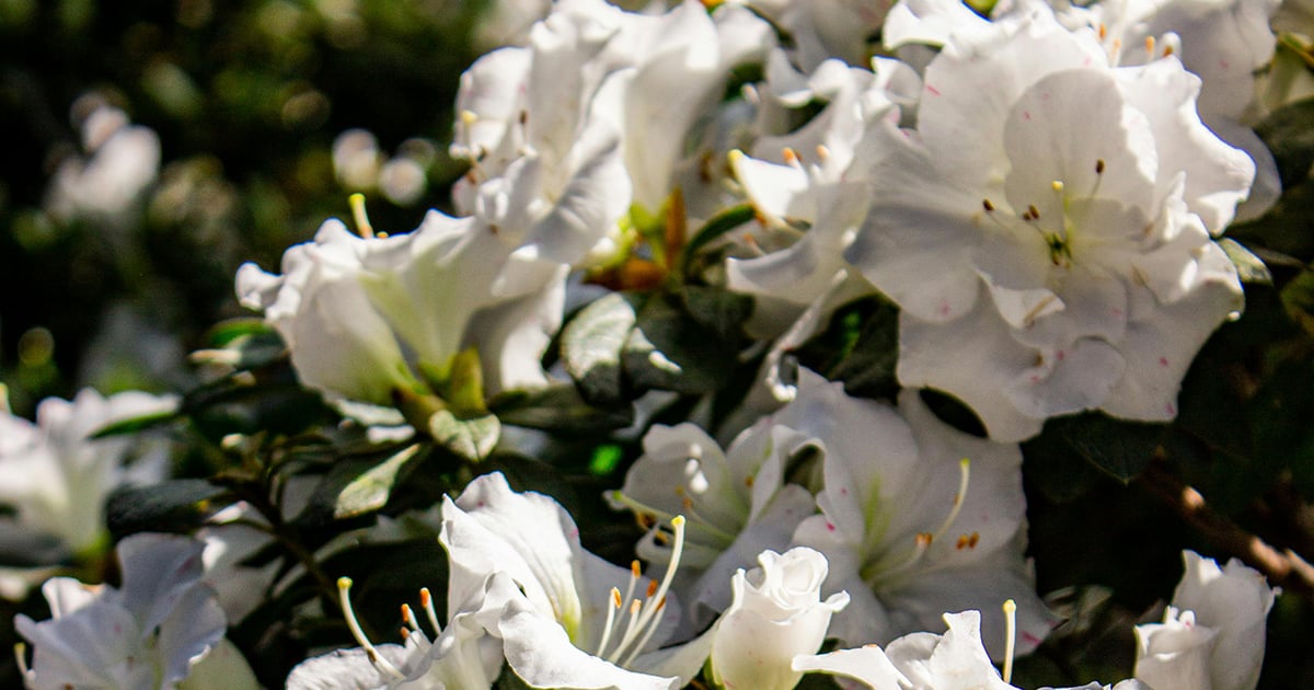 Tyler's azalea season has arrived 🌸 Here's what's going on