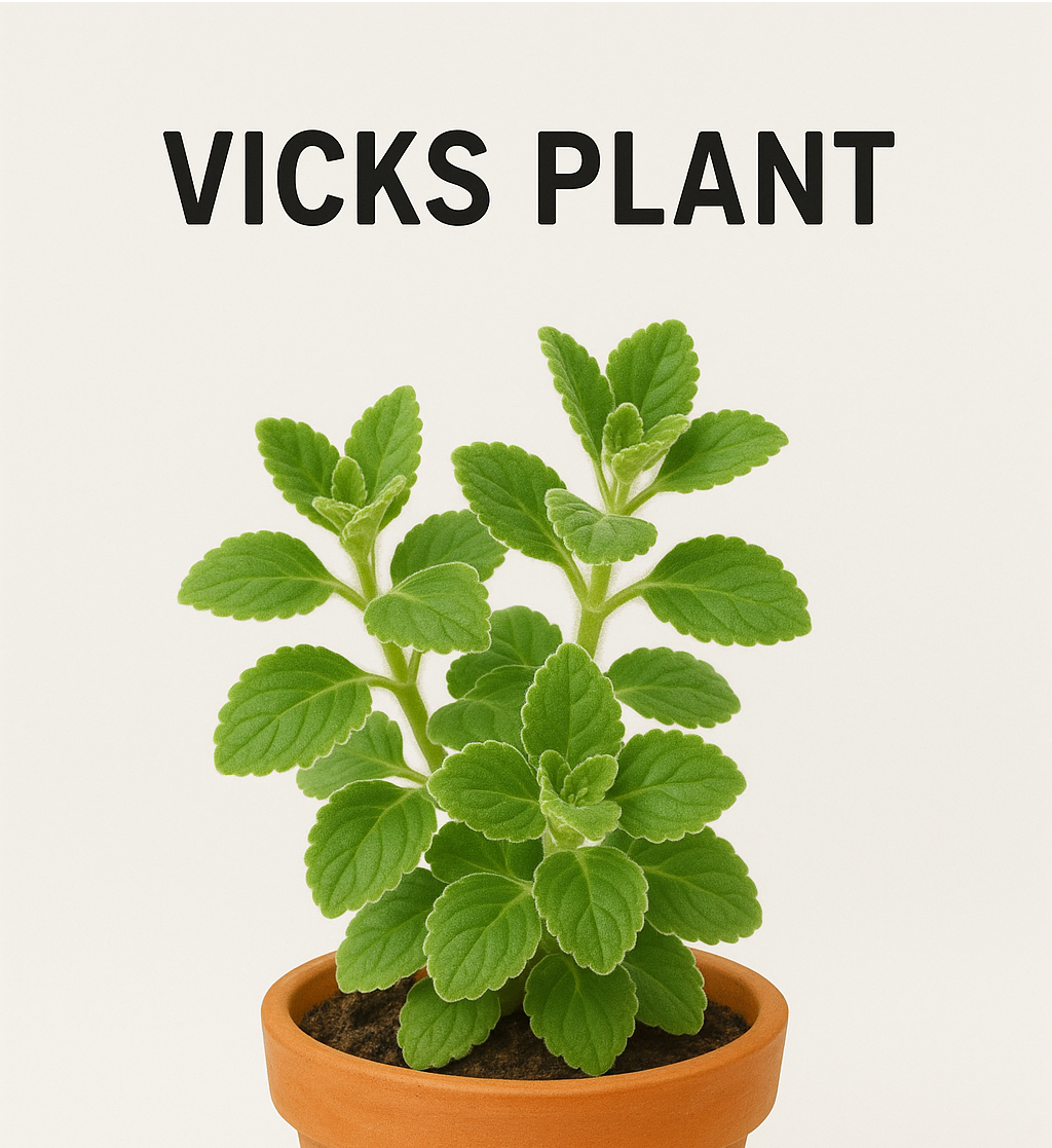 Vicks Plant