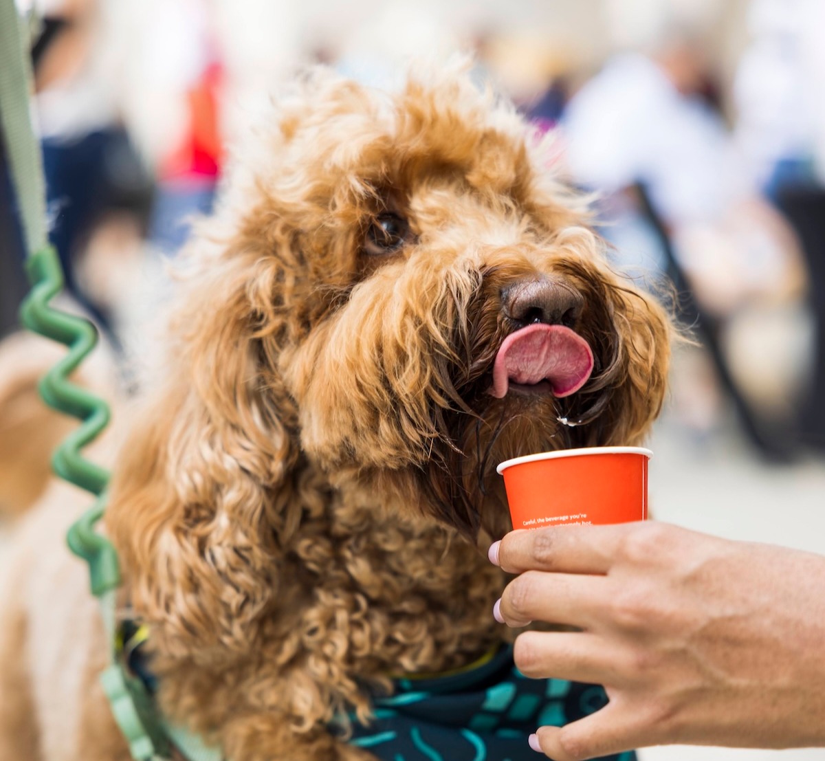 This Food Fest for Dogs In Miami Will Get Their Tails Wagging