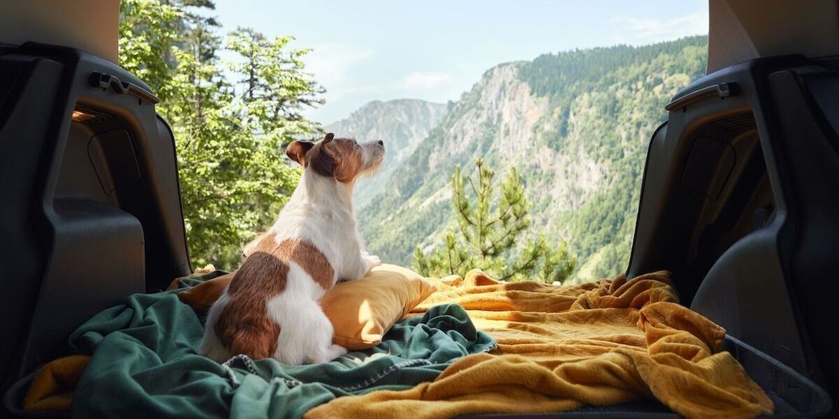 Best Dog-Friendly Trips in 2026