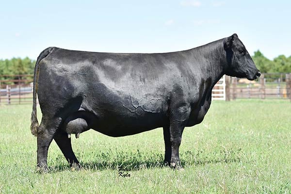 Black Ceyla of Conanga 0267