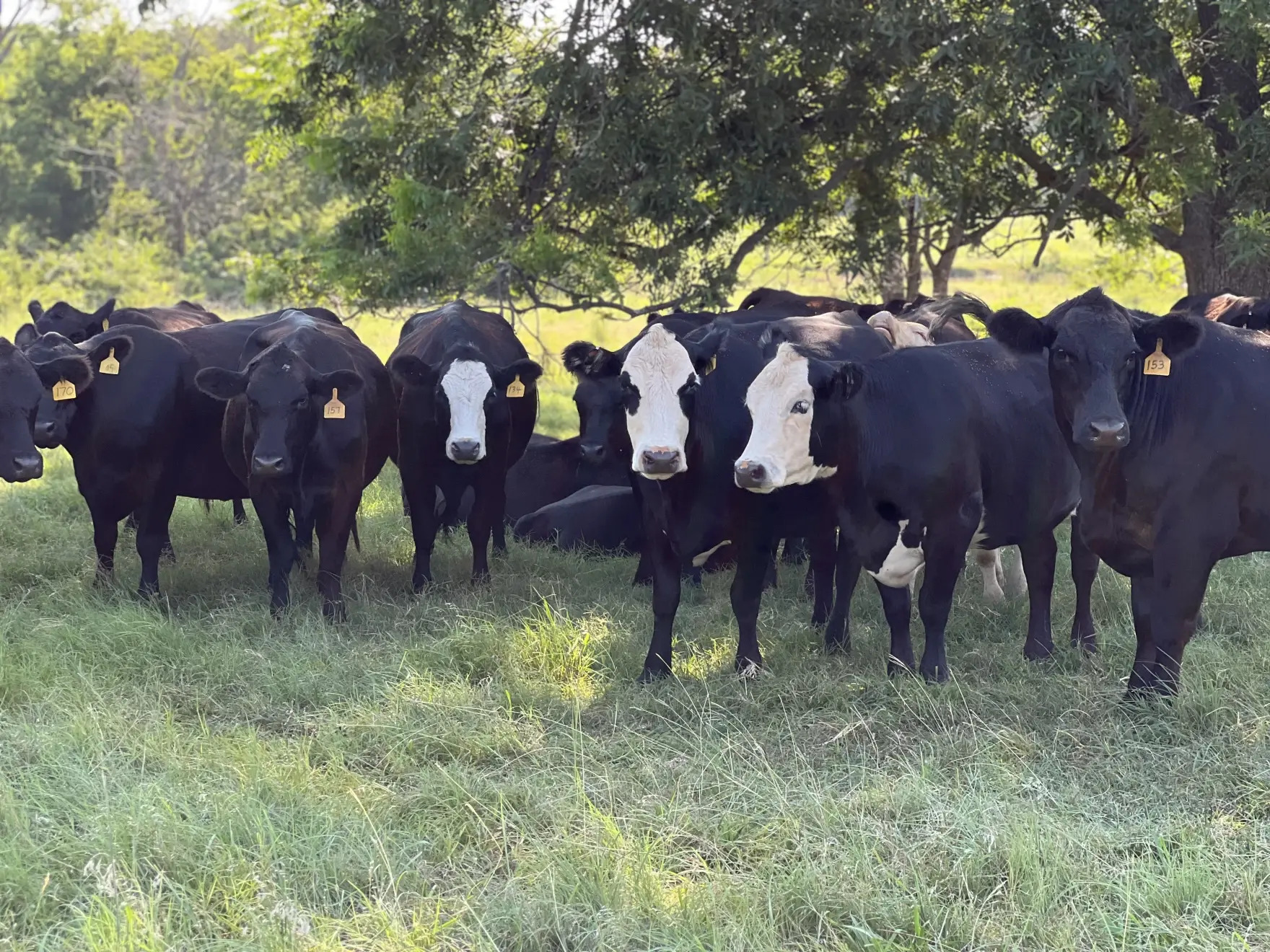 Oklahoma ranchers push back on Trump’s plan to boost beef imports