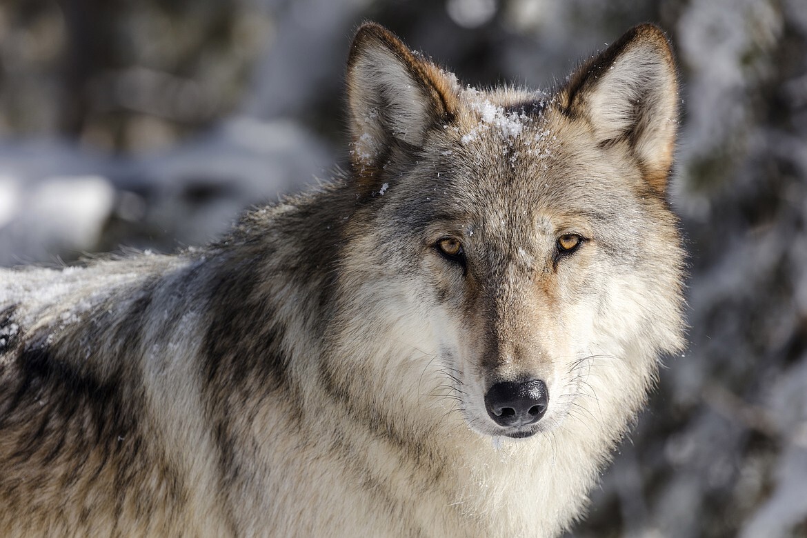 🐺 Judge Weighs Montana Wolf Season + 4 Elk Left to Rot in Colorado
