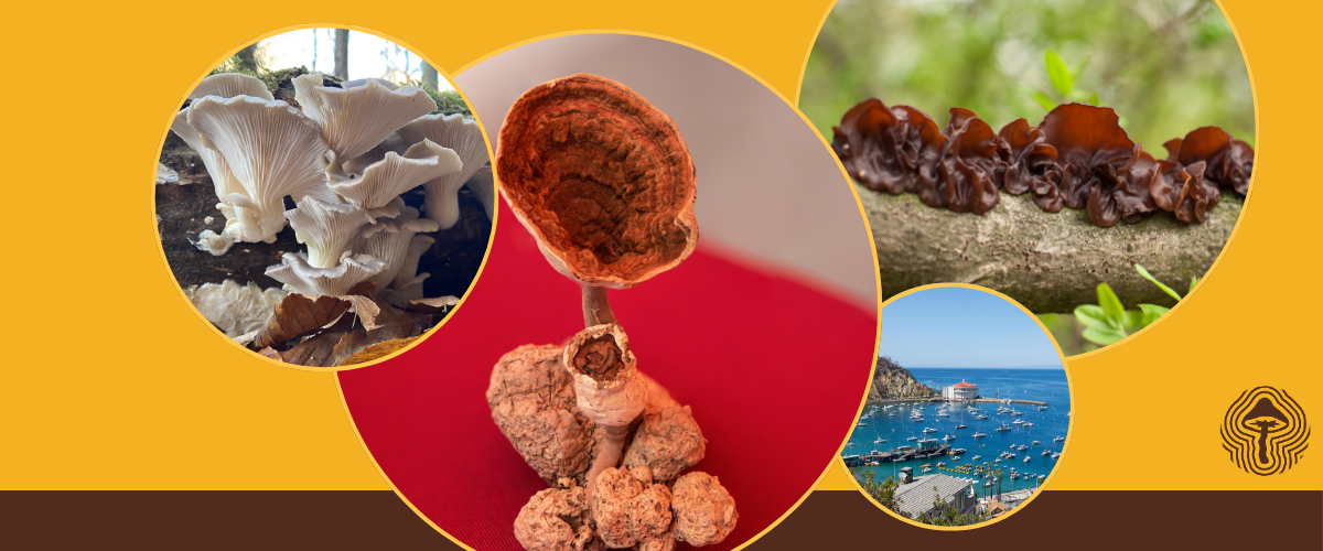 Stroke Recovery, Mycelium at Sea, and Help Track Mushroom Bans