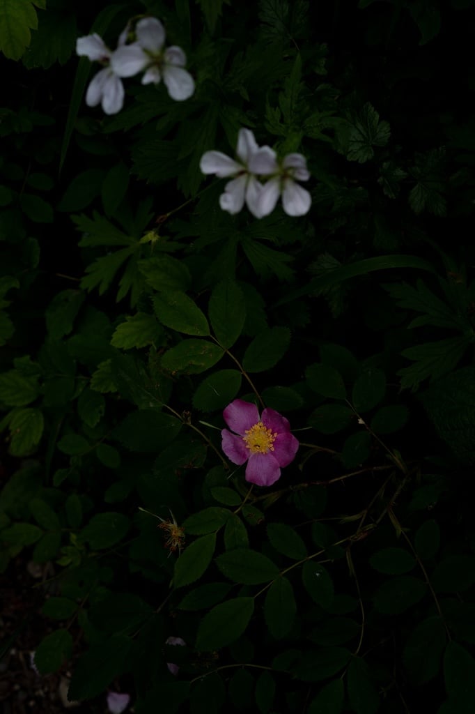 Are we in the timeline where the woo-woo is real?