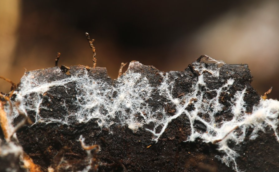 Nature Positive Practices